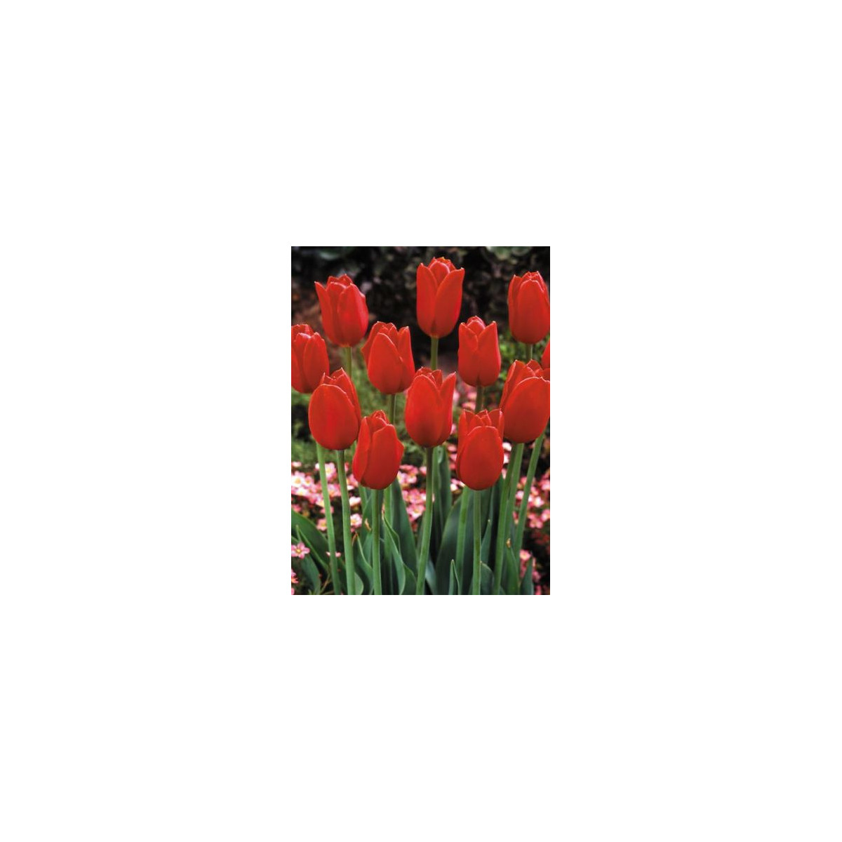 Tulipán Blood red - cibule tulipánů  - podzimní cibuloviny - 3 ks