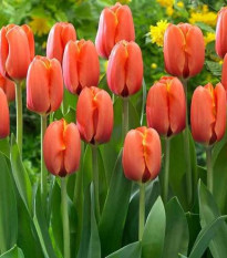 Tulipán Darwiorange - Tulipa Darwiorange - cibuloviny - 3 ks