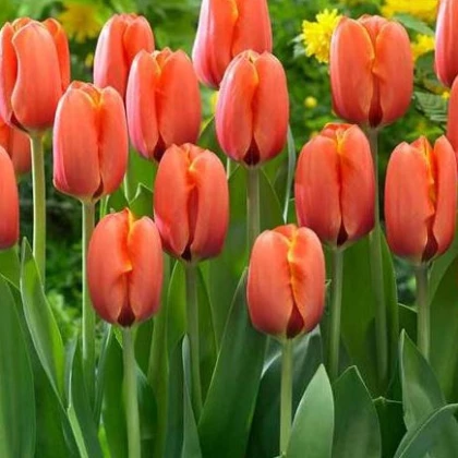 Tulipán Darwiorange - Tulipa Darwiorange - cibuloviny - 3 ks