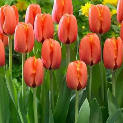 Tulipán Darwiorange - Tulipa Darwiorange - cibuloviny - 3 ks