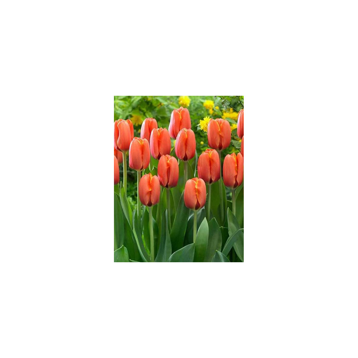 Tulipán Darwiorange - Tulipa Darwiorange - cibuloviny - 3 ks