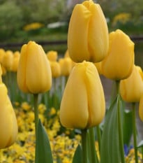 Cibulky tulipánů koupit - Golden Parade - 3 ks