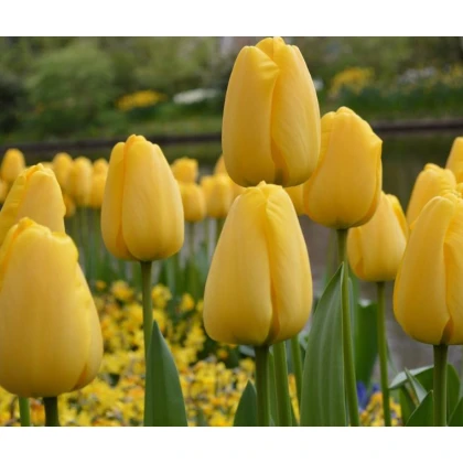 Cibulky tulipánů koupit - Golden Parade - 3 ks