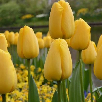 Cibulky tulipánů koupit - Golden Parade - 3 ks