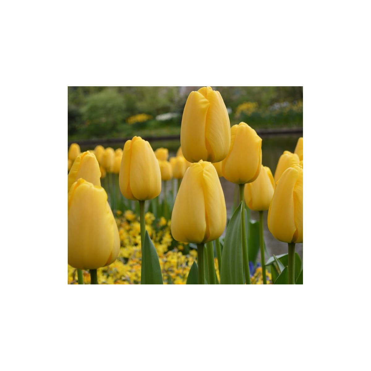 Cibulky tulipánů koupit - Golden Parade - 3 ks