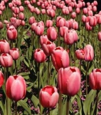 Tulipán Queenstown - Tulipa - cibuloviny - 3 ks