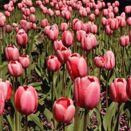 Tulipán Queenstown - Tulipa - cibuloviny - 3 ks
