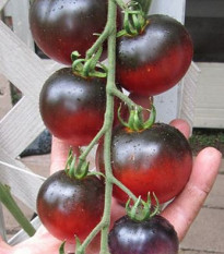 Rajče Indigo Apple - Lycopersicon lycopersicum L. - semena - 7 Ks