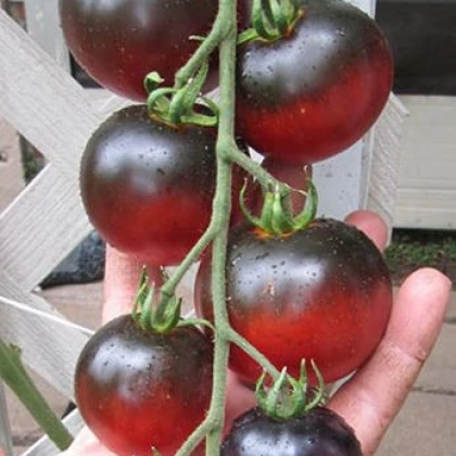 Rajče Indigo Apple - Lycopersicon lycopersicum L. - semena - 7 Ks