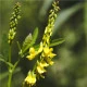 Komonice lékařská - Melilotus officinalis - semena komonice - 30 ks