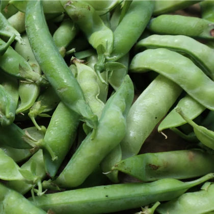 Hrách dřeňový Lancet - pozdní odrůda - Pisum sativum - semena hrášku - 15 g