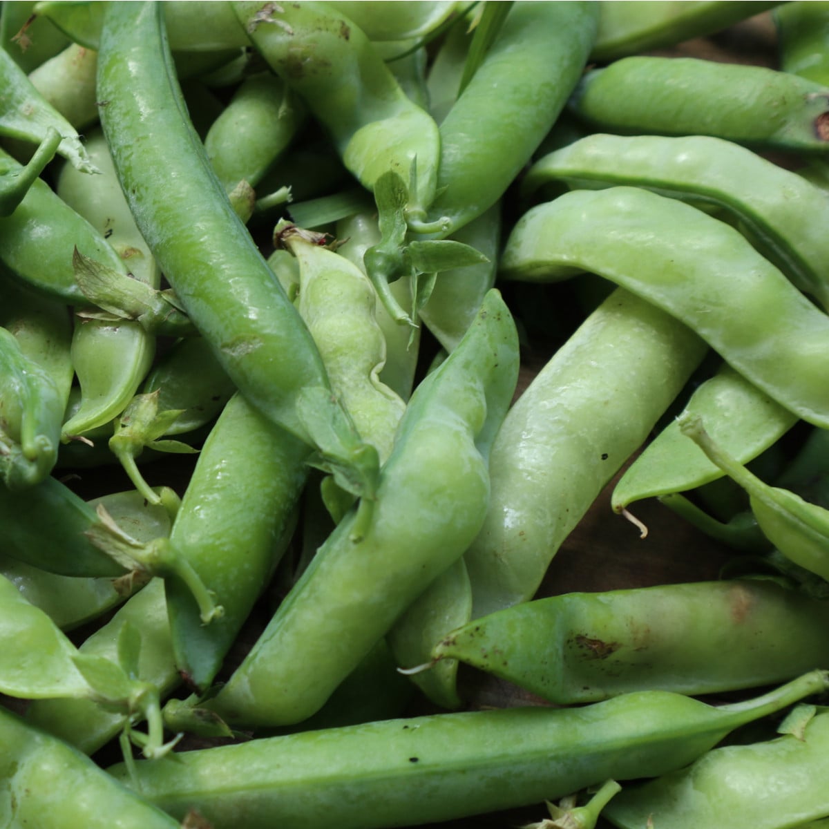 Hrách dřeňový Lancet - pozdní odrůda - Pisum sativum - semena hrášku - 15 g