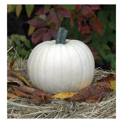 Dýně Moonshine F1- Cucurbita pepo - semena dýně - 12 ks