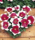 Petúnie mnohokvětá Red Frost F1 - Petunia multiflora - semena petúnie - 20 ks