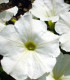 Petúnie bílá nízká Snowball - Petunia nana compacta - semena petúnie - 20 ks