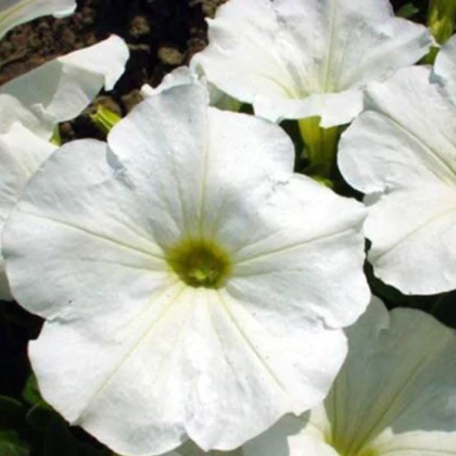 Petúnie bílá nízká Snowball - Petunia nana compacta - semena petúnie - 20 ks