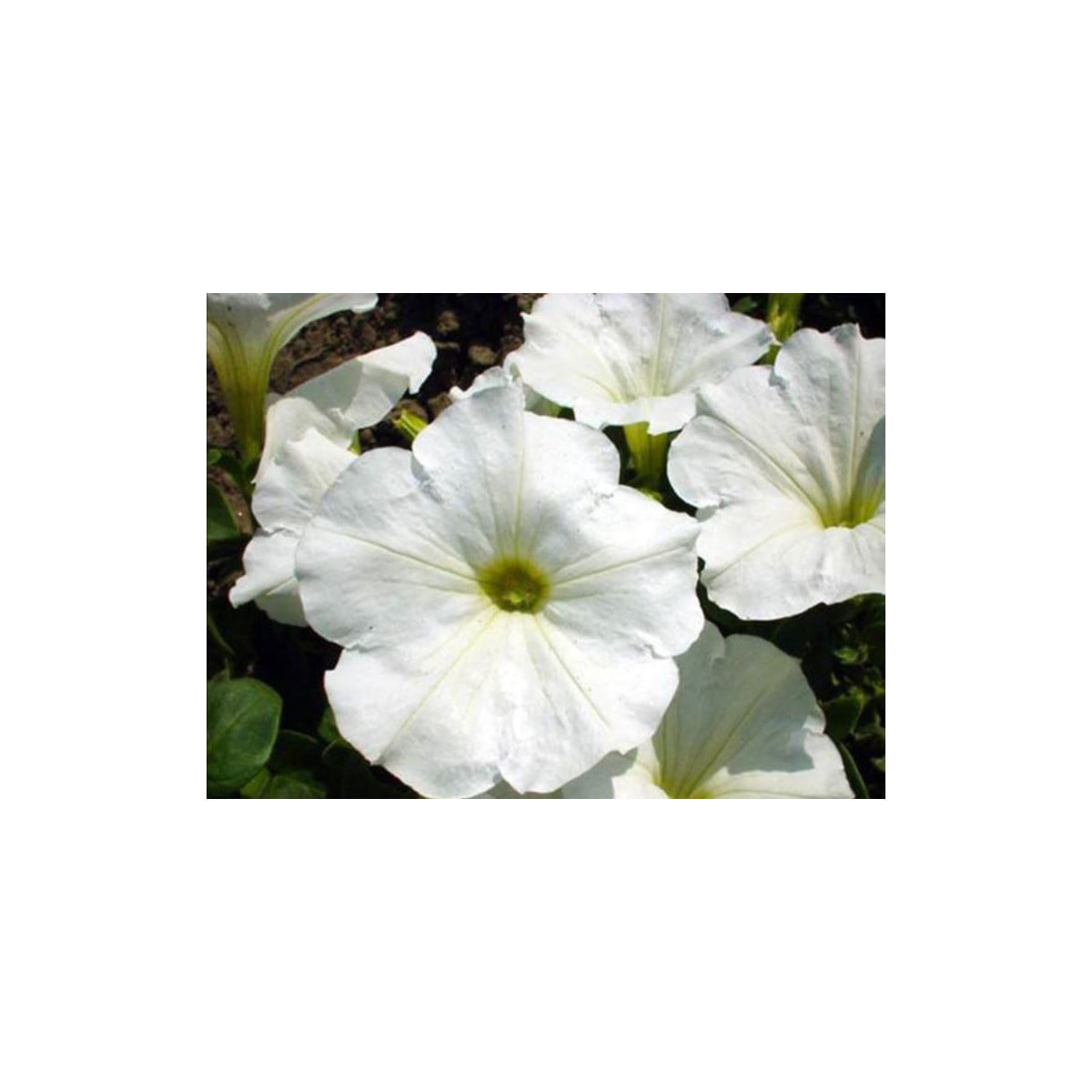 Petúnie bílá nízká Snowball - Petunia nana compacta - semena petúnie - 20 ks