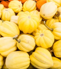 Tykev okrasná Cream of the Crop - Cucurbita maxima - semena tykve - 5 ks