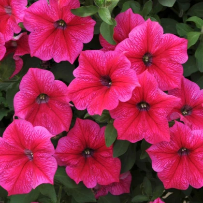 Petúnie Rose of Heavens růžová - Petunia nana compacta - semena - 20 ks