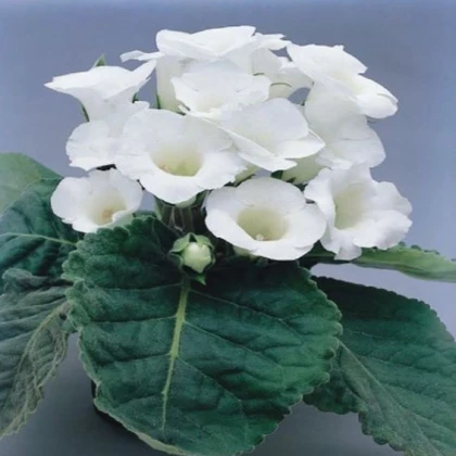 Gloxiníe Mont Blanc - Sinningia - cibule gloxínie - 1 ks