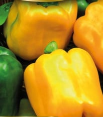 Paprika Gemini F1- Capsicum annuum - semena - 10 ks