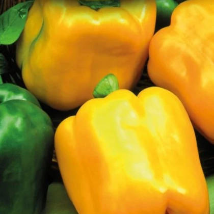 Paprika Gemini F1- Capsicum annuum - semena - 10 ks
