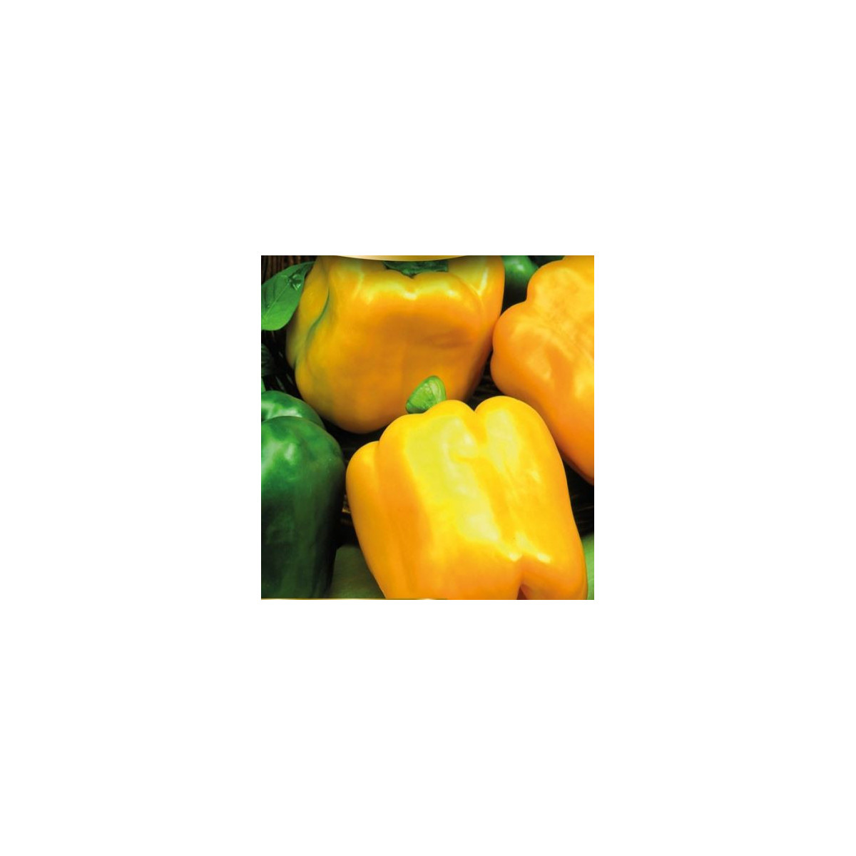 Paprika Gemini F1- Capsicum annuum - semena - 10 ks