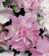 Petúnie Pirouette F1 - Orchid Mist - Petunia grandiflora - semena petúnie - 20 ks