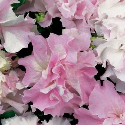 Petúnie Pirouette F1 - Orchid Mist - Petunia grandiflora - semena petúnie - 20 ks