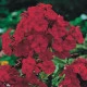 Plaménka červená - Phlox - prostokořenné sazenice plaménky - 1 ks
