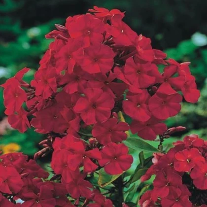 Plaménka červená - Phlox - prostokořenné sazenice plaménky - 1 ks