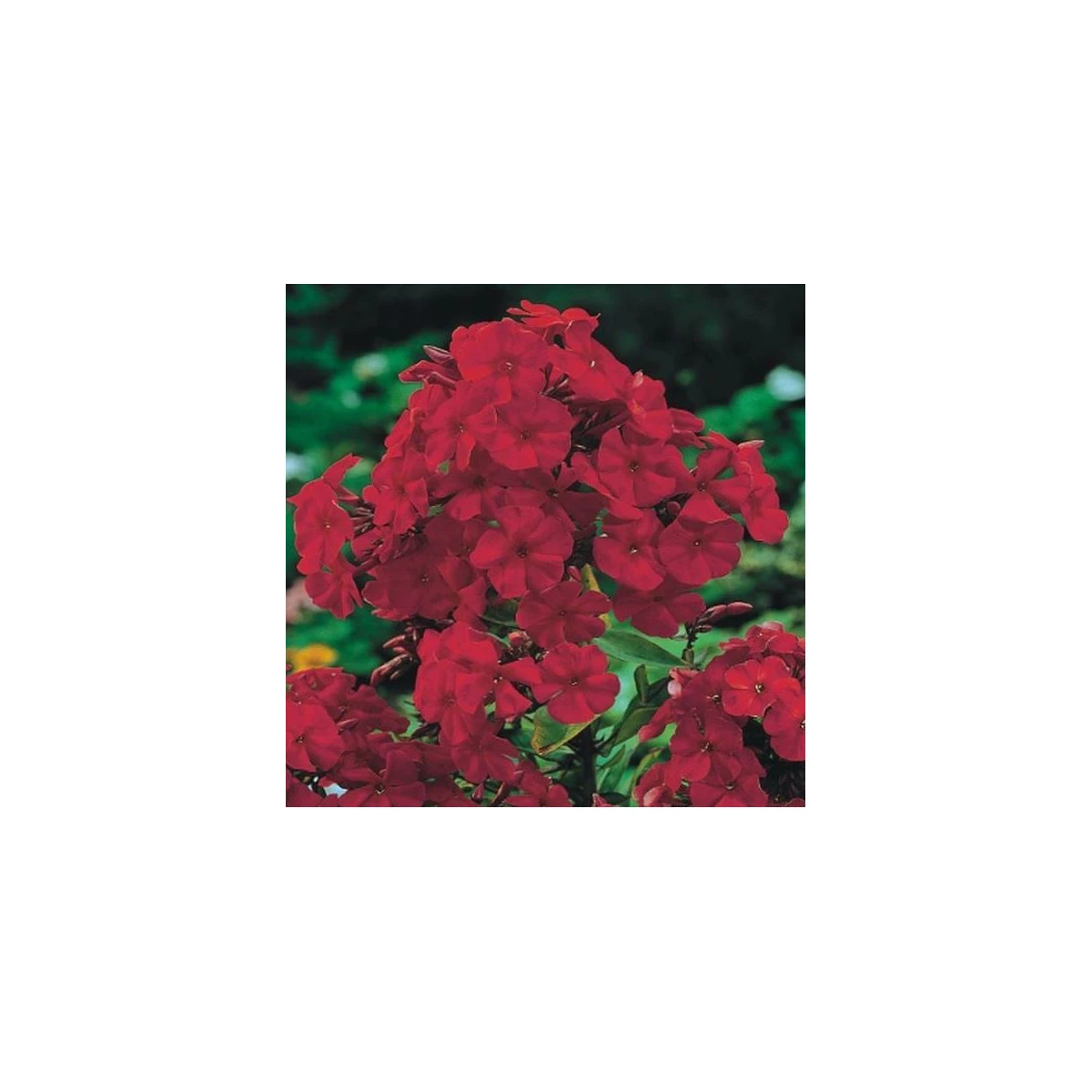 Plaménka červená - Phlox - prostokořenné sazenice plaménky - 1 ks