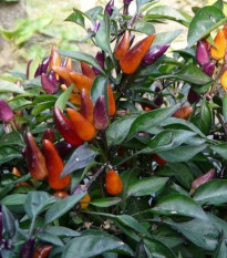 Chilli Ember - Capsicum annuum - semena - 6 ks