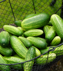 Okurka nakládačka Vorgebirgstrauben - Cucumis sativus - semena - 20 ks