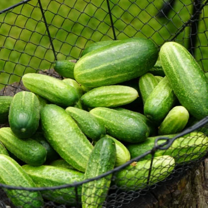 Okurka nakládačka Vorgebirgstrauben - Cucumis sativus - semena - 20 ks
