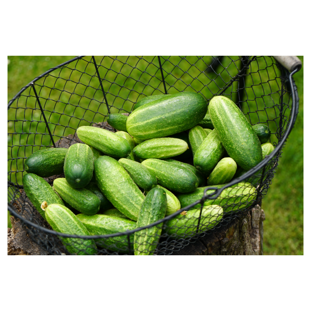 Okurka nakládačka Vorgebirgstrauben - Cucumis sativus - semena - 20 ks