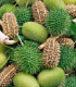 Okrasná okurka - Cucumis insignis - semena - 6 ks