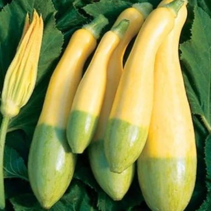Cuketa Zephyr F1 - Cucurbita pepo - semena cukety - 6 ks