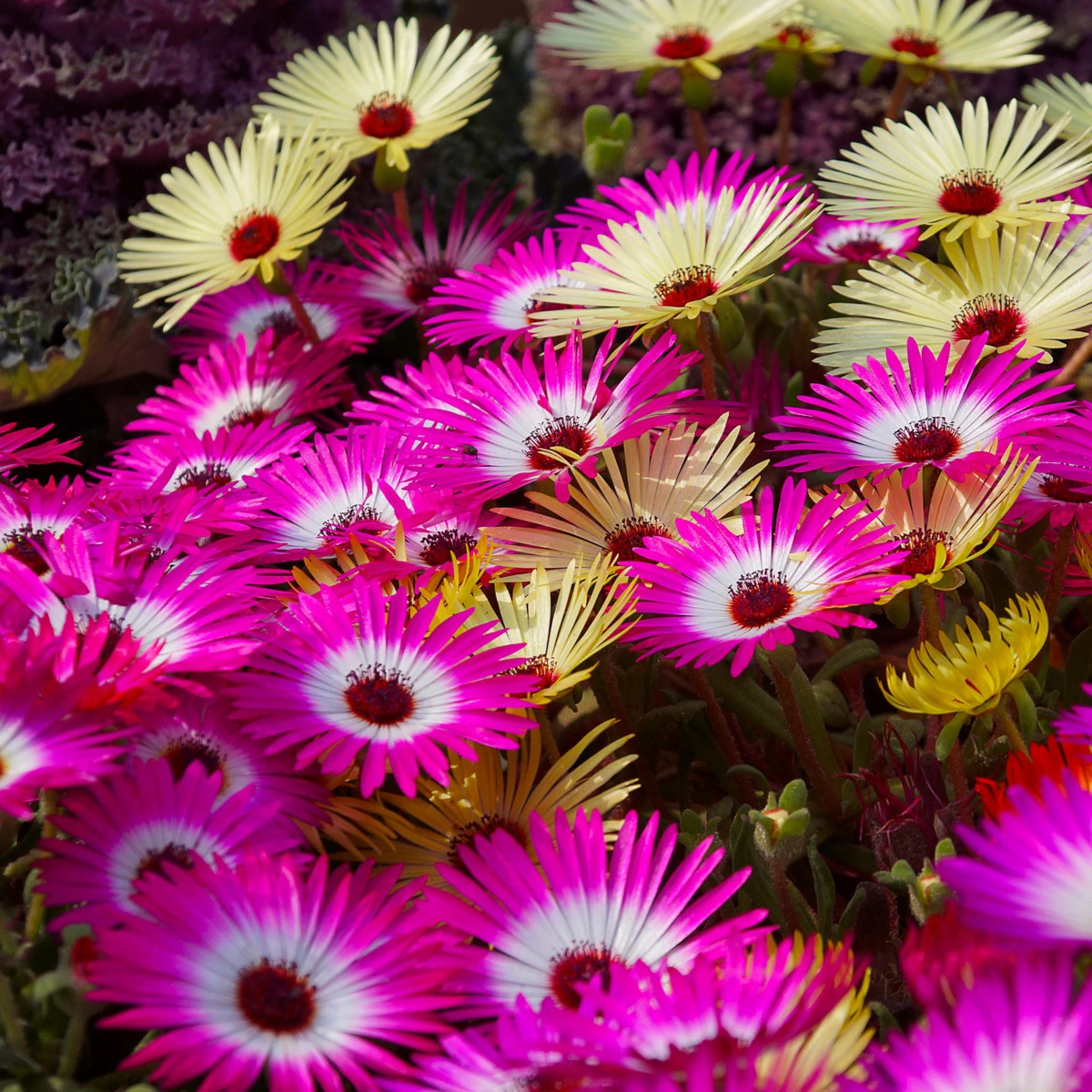 Kosmatec sedmikráskovitý směs - Dorotheanthus belidiformis mix - semena kosmatce - 200 ks