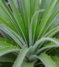 Puja - Puya mirabilis - semena puyi - 15 ks