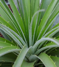 Puja - Puya mirabilis - semena puyi - 20 ks