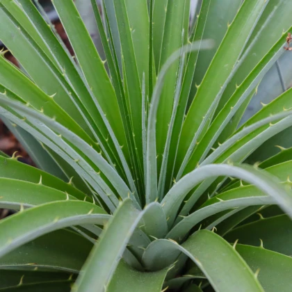Puja - Puya mirabilis - semena puyi - 15 ks