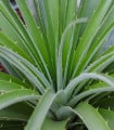Puja - Puya mirabilis - semena puyi - 20 ks