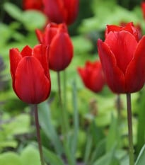 Tulipán Red Triumph - Tulipa - cibuloviny - 3 ks