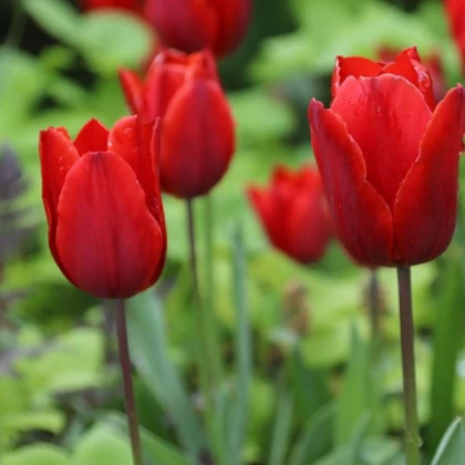 Tulipán Red Triumph - Tulipa - cibuloviny - 3 ks