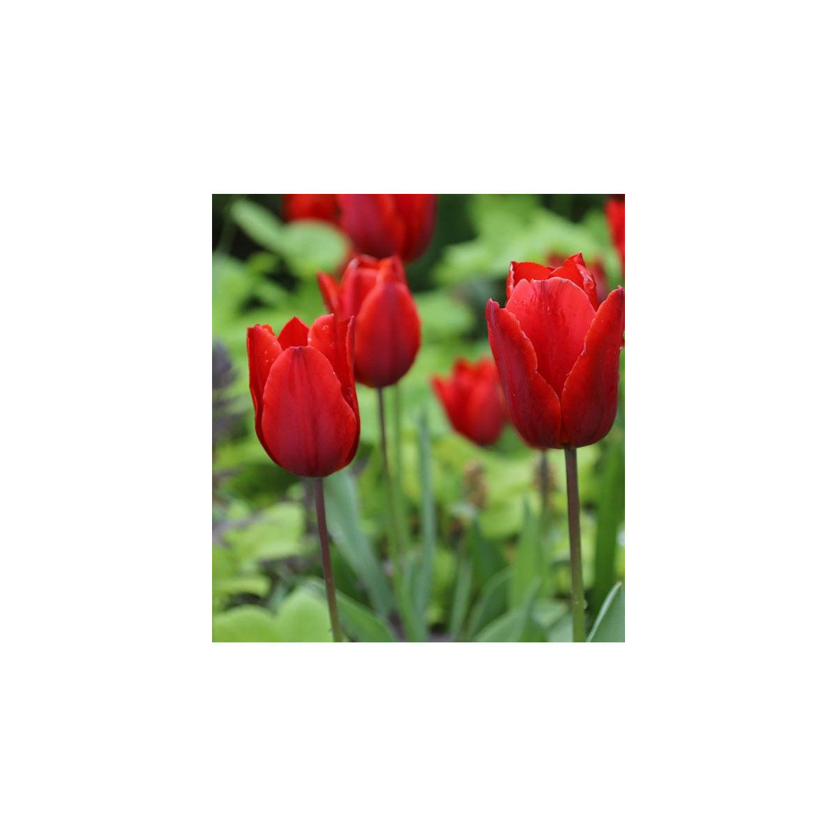 Tulipán Red Triumph - Tulipa - cibuloviny - 3 ks