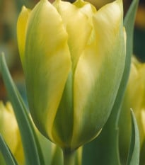Tulipán Formosa - Tulipa - cibuloviny - 3 ks