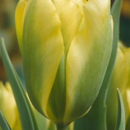 Tulipán Formosa - Tulipa - cibuloviny - 3 ks