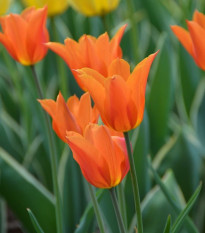 Tulipán Ballerina - Tulipa - cibuloviny - 3 ks