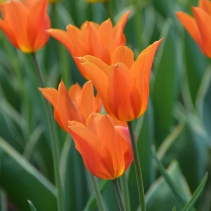 Tulipán Ballerina - Tulipa - cibuloviny - 3 ks